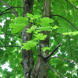 javor horský, acer pseudoplatanus, acer, javor, sadenice javora, sadenica javora, javor horsky