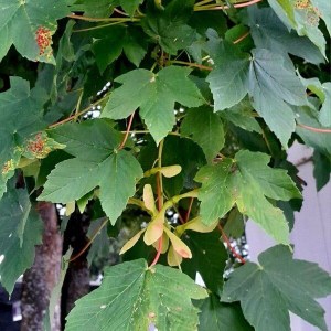 javor horský, acer pseudoplatanus, acer, javor, sadenice javora, sadenica javora, javor horsky