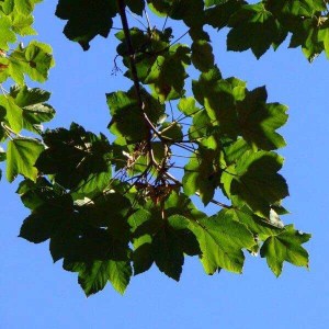 javor horský, acer pseudoplatanus, javor horsky, javor, javory, acer