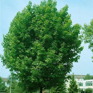 javor horský, acer pseudoplatanus, acer, javor, sadenice javora, sadenica javora, javor horsky