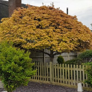 javor horský brilliantissimum, acer pseudoplatanus brilliantissimum, javor horský, javor brilliantissimum, javor horský brilliantissimum na kmienku 120cm