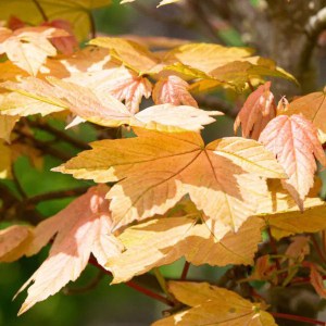 javor horský brilliantissimum, acer pseudoplatanus brilliantissimum, javor horský, javor brilliantissimum