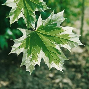 javor mliečny drummondii, acer platanoides drummondii, javor mliečny, acer platanoides, acer drummondii