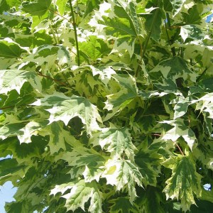 javor mliečny drummondii, acer platanoides drummondii, javor mliečny, acer platanoides, acer drummondii