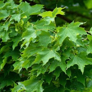 javor mliečny globosum, acer platanoides globosum, javor mliečny, javor globosum, javor mliečny globosum 180cm