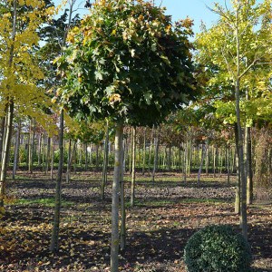 javor mliečny globosum, acer platanoides globosum, javor mliečny, javor globosum