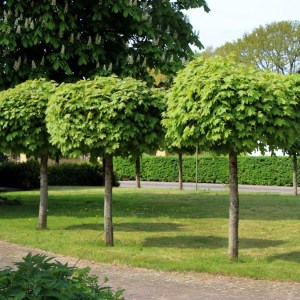 javor mliečny globosum, acer platanoides globosum, javor mliečny, javor globosum