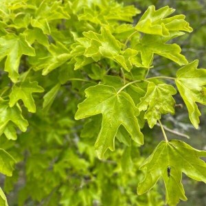 javor poľný, acer campestre, acer, javor, javor polny, javor poľný 160-180cm, javor poľný 300-350cm