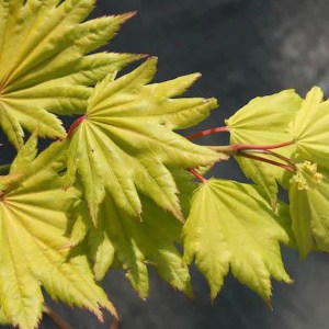 javor shirasavanský, javor shirasavansky, acer shirasawanum aureum, acer shirasawanum, žltý javor, javor shirasawanský aureum