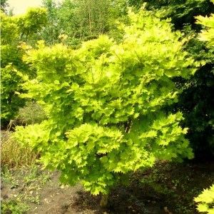 javor shirasavanský, javor shirasavansky, acer shirasawanum aureum, acer shirasawanum, žltý javor, javor shirasawanský aureum