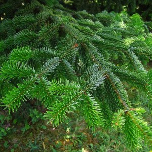 jedľa balzamová rezaná 220-250cm, jedľa balzamová, abies balsamea, rezaná jedľa, rezaná jedlička, jedľa rezaná balzamová