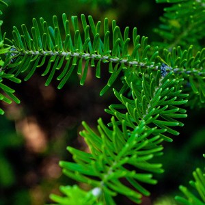 jedľa balzamová v bale, abies balsamea, jedľa balzamová, abies, balsamea, jedľa balsamea, jedľa balzamová 125-150cm