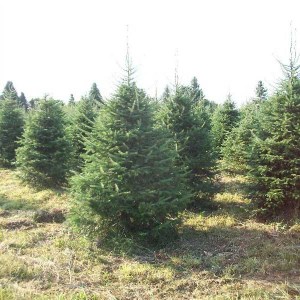 jedľa balzamová v bale, abies balsamea, jedľa balzamová, abies, balsamea, jedľa balsamea