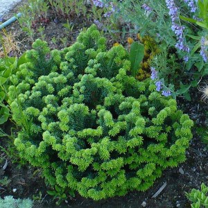 sadenica, sadenica jedľa balzamová, sadenice jedle balzamovej, jedľa, jedla, abies balsamea nana, jedla balzamova, jedľa balzamová nana, jedľa balzamová