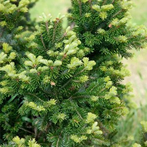 sadenica jedľa biela, abies alba, jedľa, jedla biela, biela jedľa, abies, alba