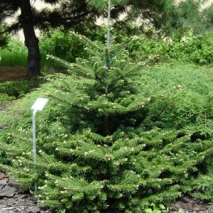 jedľa korejská 200cm, jedla korejska 220cm, abies koreana, jedlička, jedlicka, kórejská jedľa, korejska jedla