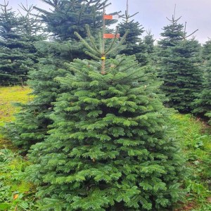 jedľa nordmannova, jedľa, jedľa kaukazská, jedľa normandská, jedla, kaukazska jedla, jedla normandska, jedla nordmannova, jedľa 40-60cm, jedľa v črepníku, jedľa v kvetináči