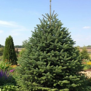 jedľa,kaukazská,Dobrichovice,Abies nordmanniana,ihličnany,stálezelené rastliny,solitér,záhrady,parky,dekoratívne výsadby