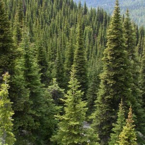 jedľa plstnatoplodá., abies lasiocarpa, jedla plstnatoploda, jedľa, lasiocarpa, jedľa plstnatoplodá 125-150cm, jedľa lasiocarpa 125-150cm