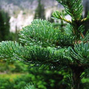 jedľa plstnatoplodá., abies lasiocarpa, jedla plstnatoploda, jedľa, lasiocarpa, jedľa lasiocarpa 80-100cm, jedľa plstnatoplodá 80-100cm