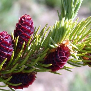 jedľa plstnatoplodá., abies lasiocarpa, jedla plstnatoploda, jedľa, lasiocarpa, jedľa lasiocarpa 80-100cm, jedľa plstnatoplodá 80-100cm