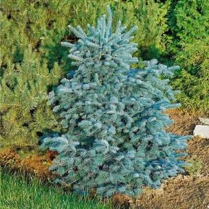 jedľa plstnatoplodá compacta, abies lasiocarpa compacta, jedľa plstnatoplodá, abies lasiocarpa, abies compacta