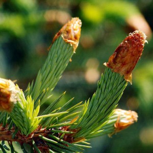 sadenica jedľa sibírska, sadenica jedľa, jedľa sibírska, abies, abies sibirica, sibírska jedľa, jedla sibirska