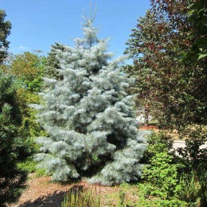 jedľa srienistá,jedla srienista,jedľa,jedla,abies concolor,abies,concolor