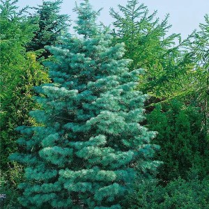 jedľa srienistá,jedla srienista,jedľa,jedla,abies concolor,abies,concolor, sadenica jedľa srienistá, sadenice jedle srienistej,concolor