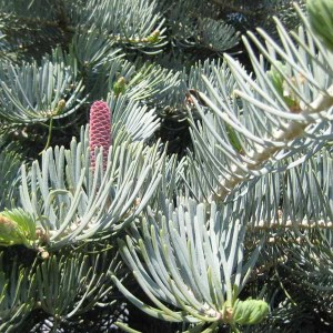 jedľa srienistá,jedla srienista,jedľa,jedla,abies concolor,abies,concolor, sadenica jedľa srienistá, sadenice jedle srienistej