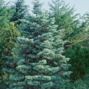 jedľa,srienistá,silver blue,abies concolor,ihličnany,stále zelené rastliny,solitér,záhrady,parky