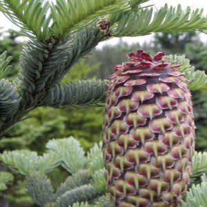 sadenica jedľa vznešená, abies procera, jedľa vznešená, sadenica jedle vznešenej, sadenice jedle, sadenice jedlí, abies nobilis, vznešená jedľa