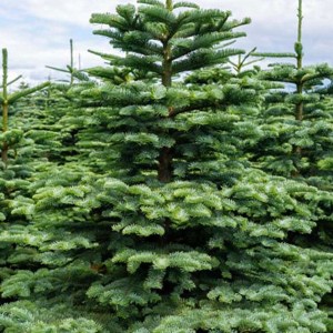 sadenica jedľa vznešená, abies procera, jedľa vznešená, sadenica jedle vznešenej, sadenice jedle, sadenice jedlí