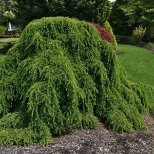 jedľovec kanadský pendula, jedľovec pendula, jedľovec previsnutý, tsuga, tsuga canadensis pendula, jedlovec kanadsky pendula