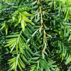 jedlovec,kanadský,Popeleski,Tsuga canadensis,ihličnany,stálezelené rastliny,skalky,malé záhrady,okrasné dreviny