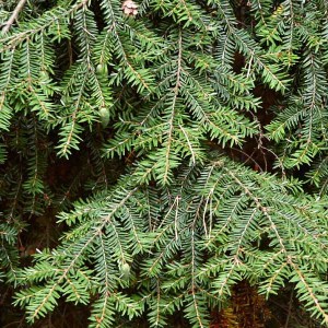 jedľovec kanadský, jedľovec, jedlovec, tsuga, tsuga canadensis