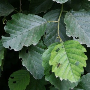 jelša lepkavá, alnus glutinosa gaertn, jelša, jelsa lepkava, alnus, alnus glutinosa, alnus gaertn