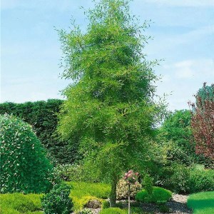 jelša lepkavá Imperialis, alnus glutinosa imperialis, jelša lepkavá, jelsa lepkava