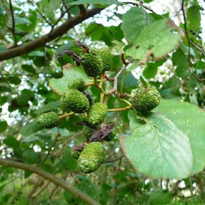 jelša lepkavá, alnus glutinosa gaertn, jelša, jelsa lepkava, alnus, alnus glutinosa, alnus gaertn