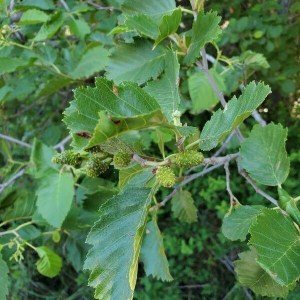 jelša sivá, alnus incana moench, jelsa siva, alnus, alnus incana, alnus moench, sivá jelša