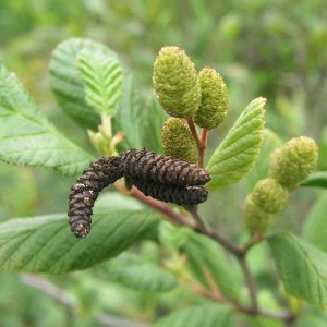 jelša sivá, alnus incana moench, jelsa siva, alnus, alnus incana, alnus moench, sivá jelša