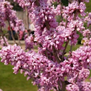 judášovec čínsky avondale, cercis chinensis avondale, judasovec cinsky avondale, judasovec cinsky, judášovec avondale, judášovec čínsky Avondale 50-70cm