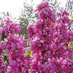 judášovec čínsky avondale, cercis chinensis avondale, judasovec cinsky avondale, judasovec cinsky, judášovec avondale, judášovec čínsky Avondale 140-160cm