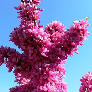 judášovec čínsky avondale, cercis chinensis avondale, judasovec cinsky avondale, judasovec cinsky, judášovec avondale, judášovec čínsky Avondale 50-70cm