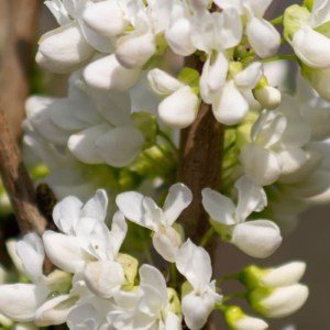 judášovec čínsky,cercis chinensis shirobana,okrasný strom,okrasný ker,ružovo-biele kvety,solitér,záhrada,park