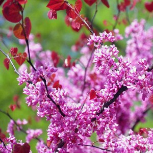 judášovec kanadský, judasovec kanadsky, forest pansy, cercis canadensis forest pansy, cercis canadensis, judášovec, judasovec, judasovec forest pansy tvar viackmeň, judasovec viackmen