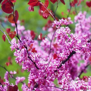 judášovec kanadský, judasovec kanadsky, forest pansy, cercis canadensis forest pansy, cercis canadensis, judášovec, judasovec