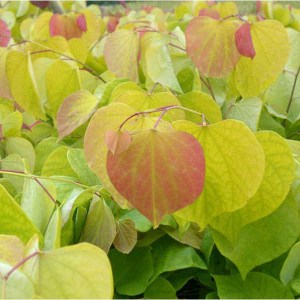 judášovec kanadský hearts of gold, judasovec kanadsky, hearts of gold, cercis canadensis hearts of gold, cercis canadensis, judášovec, judasovec