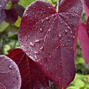 judášovec kanadský,cercis canadensis merlot,okrasný strom,purpurové kvety,solitér,park,okrasná záhrada