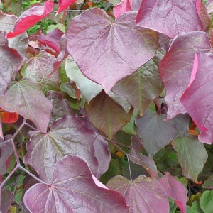 judášovec kanadský red force, cercis canadensis red force, judášovec red force